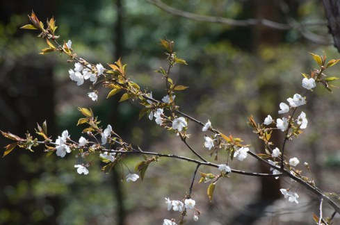 more cherry blossoms