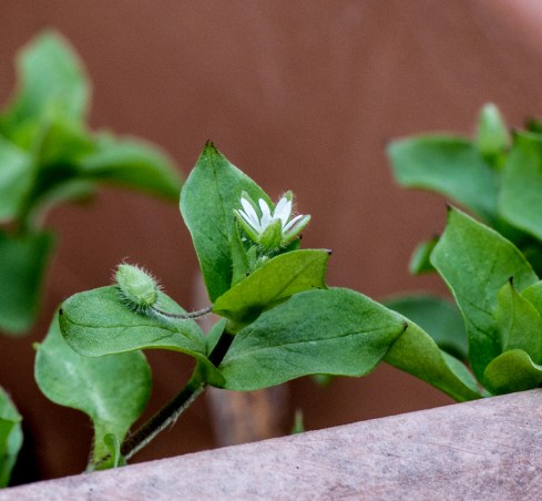chickweed