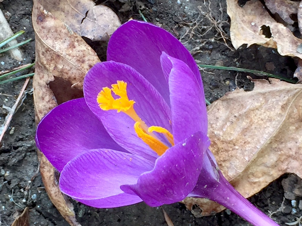 crocus
