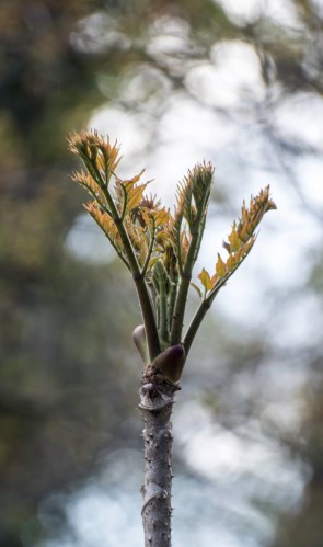 devil's walking stick