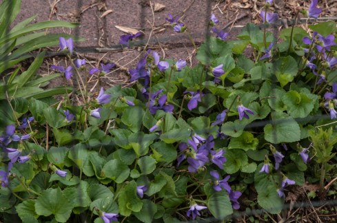 tangle of violets