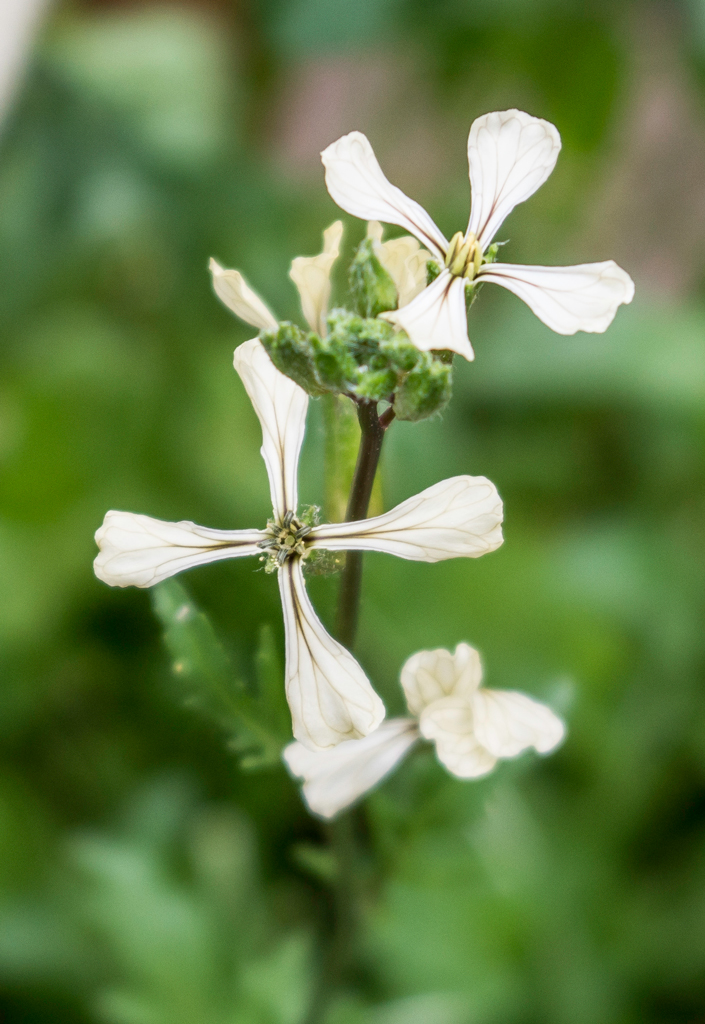 arugula flower
