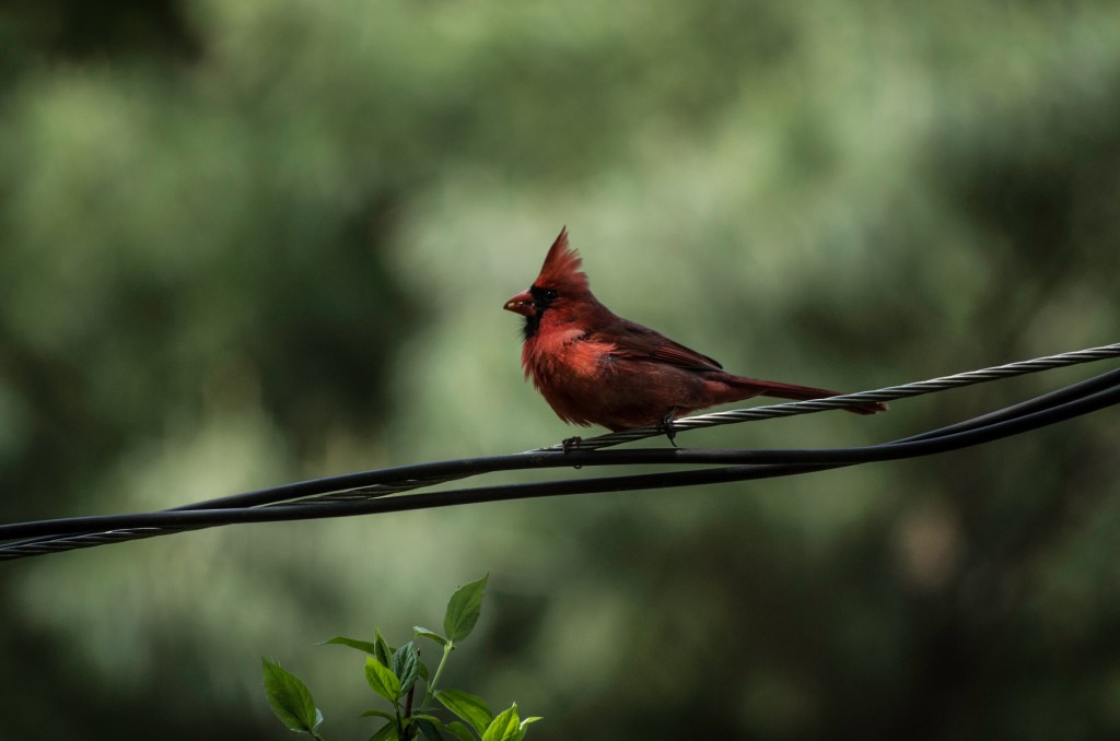 cardinal on a wire