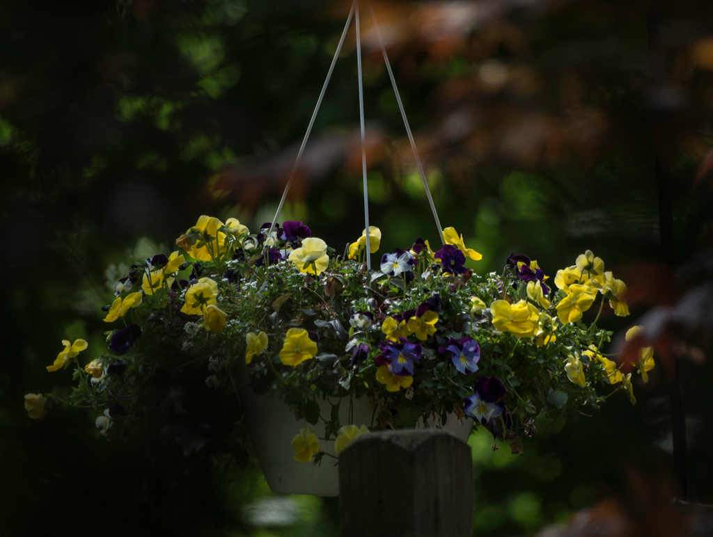hanging flower basket