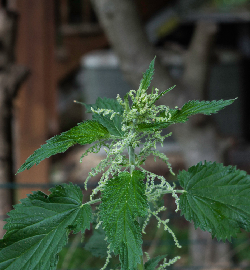 nettle flowers