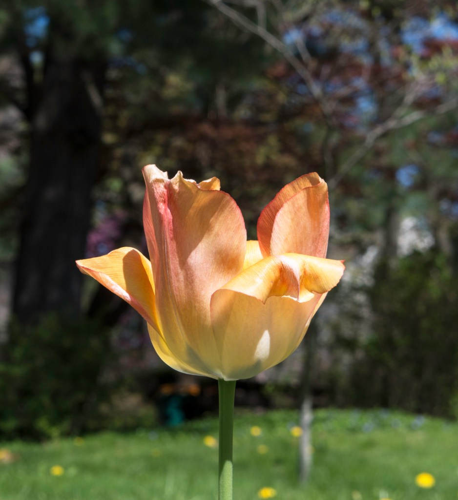 orange tulip