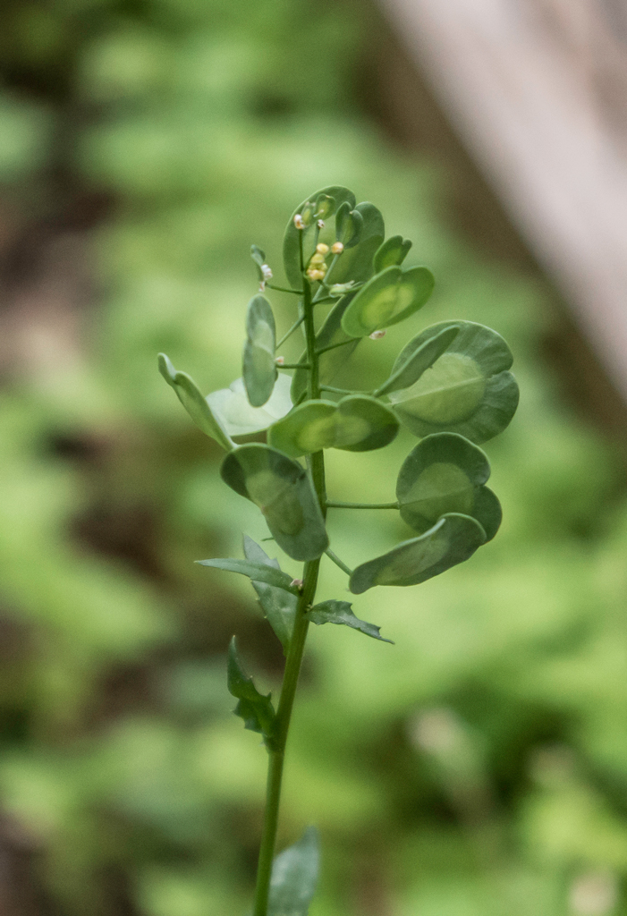 pennycress