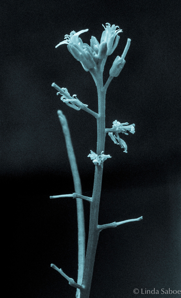 flowering watercress