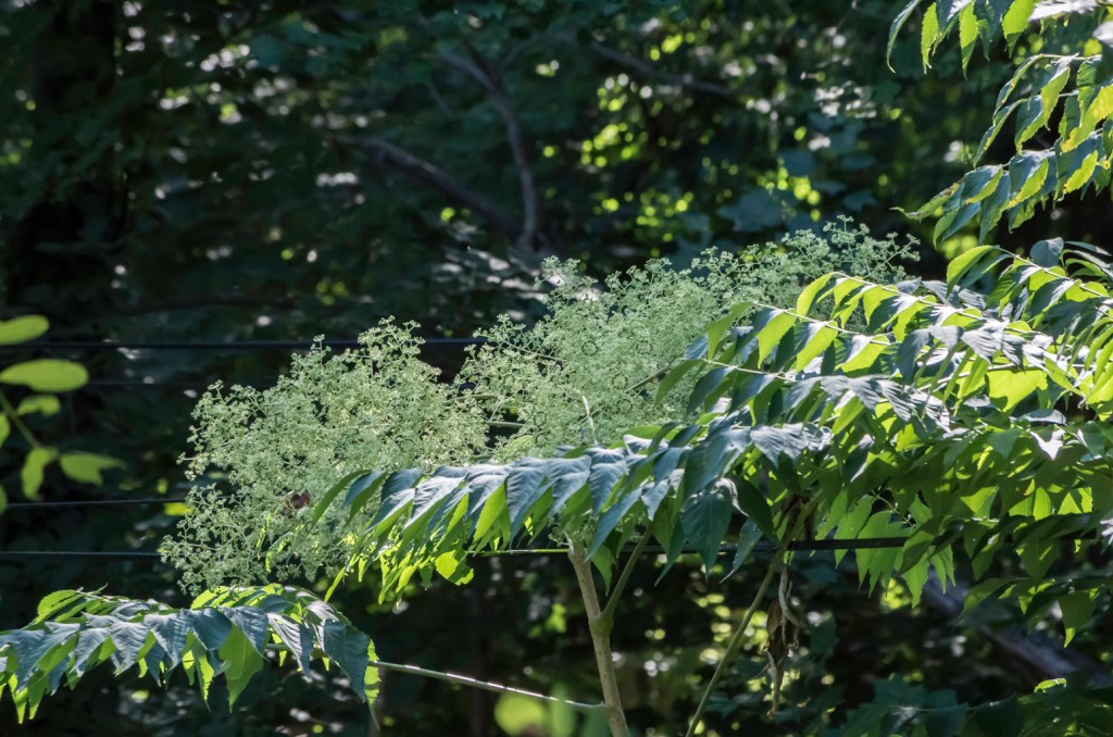 Devil's Walking Stick in Flower © Linda Saboe