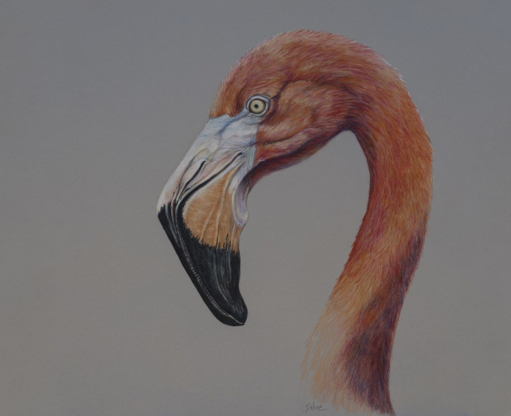 Flamingo by Linda Saboe