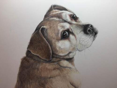 Loki looking back by Linda Saboe