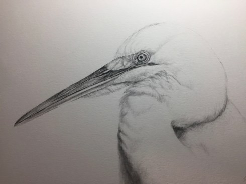 Egret by Linda Saboe