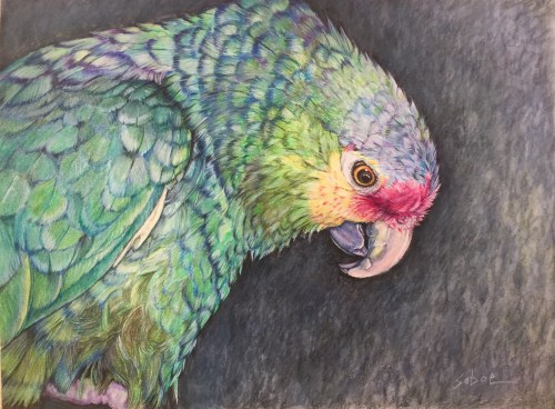 Milo, colored pencil, 9" x 12"