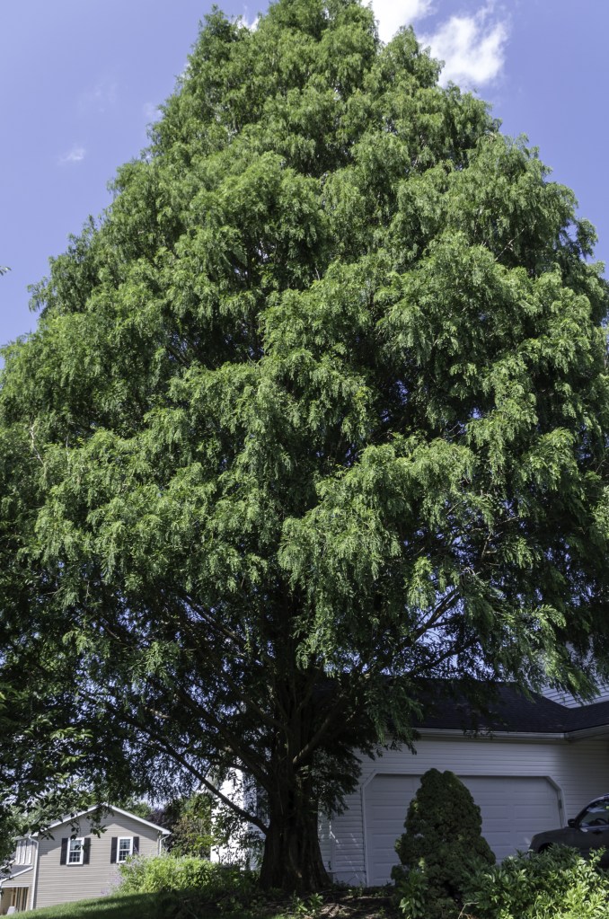 The Dawn Redwood Tree in front of our house.